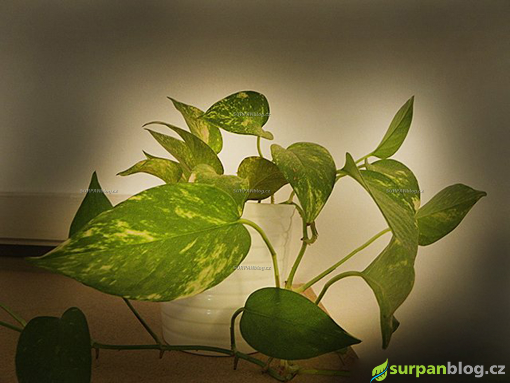 Neakvarijni rostliny Epipremnum pinnatum Splhavnik