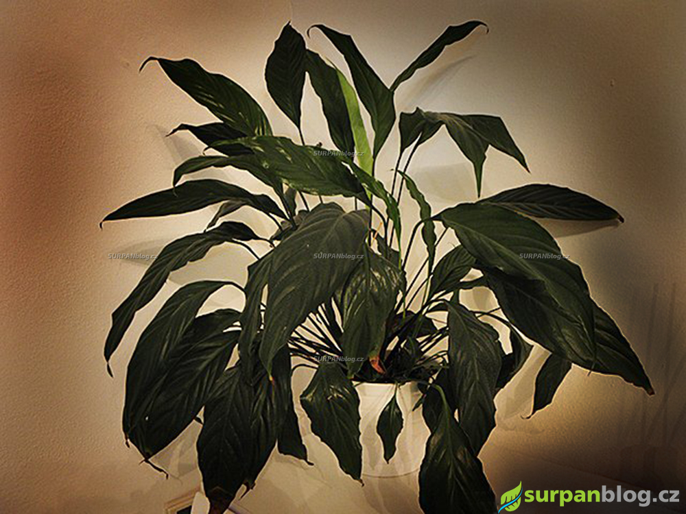 Neakvarijni rostliny Spathiphyllum wallisii Regel toulcovka kolumbijska