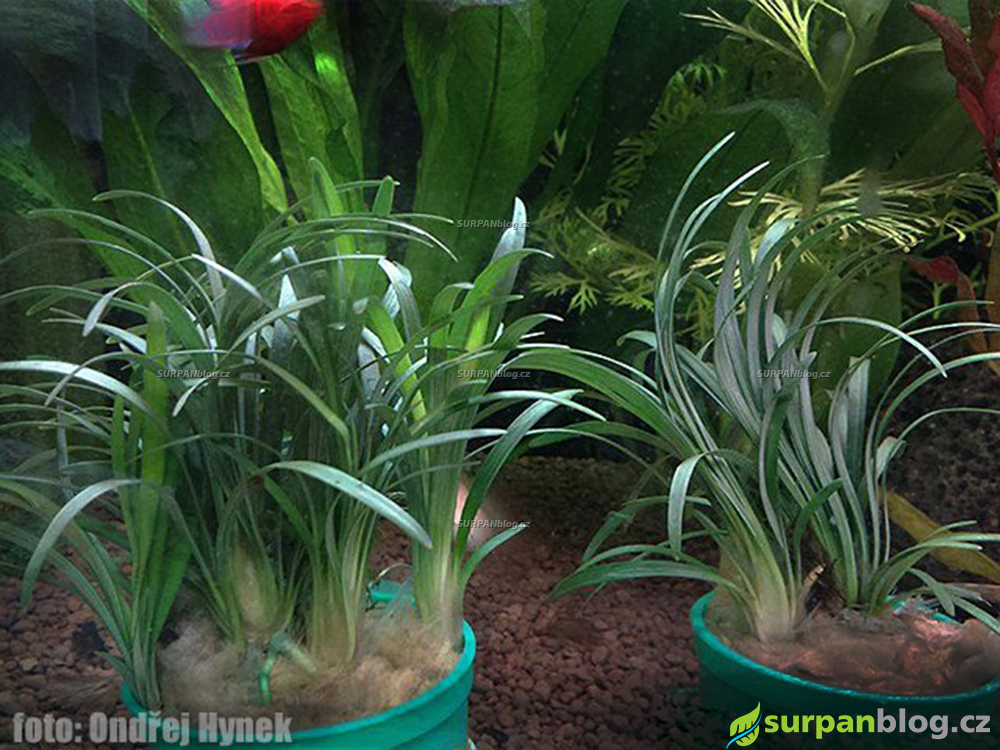 Ophiopogon Kyoto Dwarf sedoulek japonsky rostlina nevhodna do akvaria 1