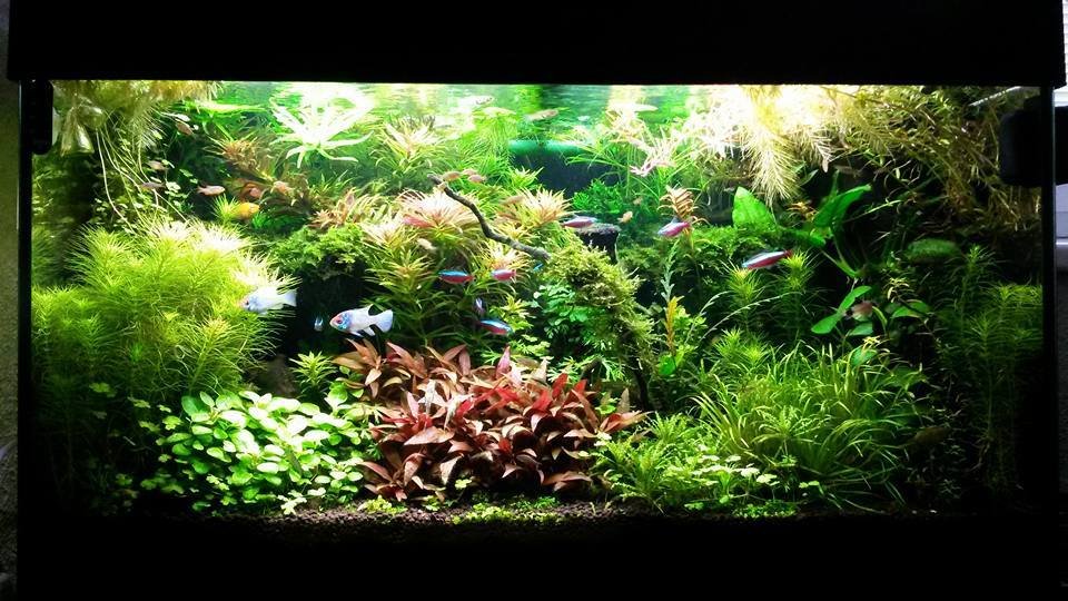 Rostlinne akvarium Blanka Krasova