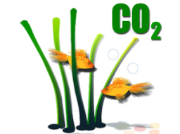 CO2 jedla soda bicarbona a kyselina citronova