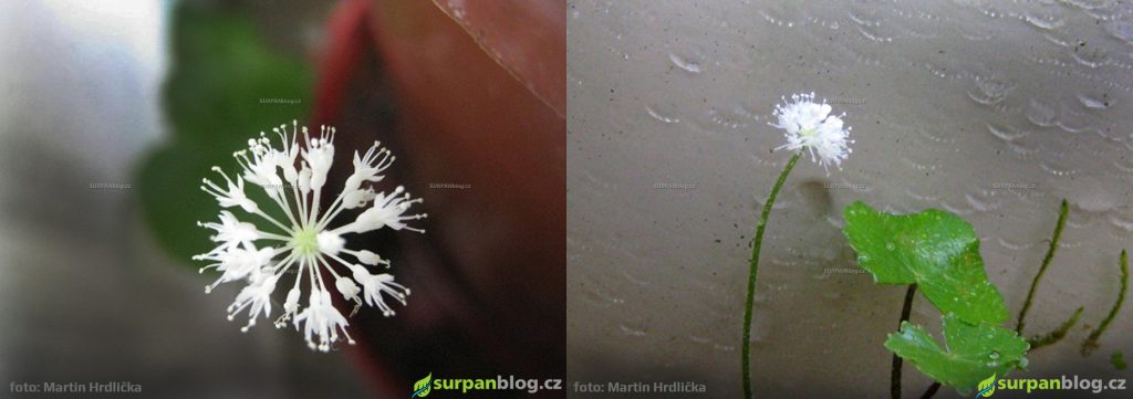 Hydrocotyle leucocephala Pupecnik bily kvet