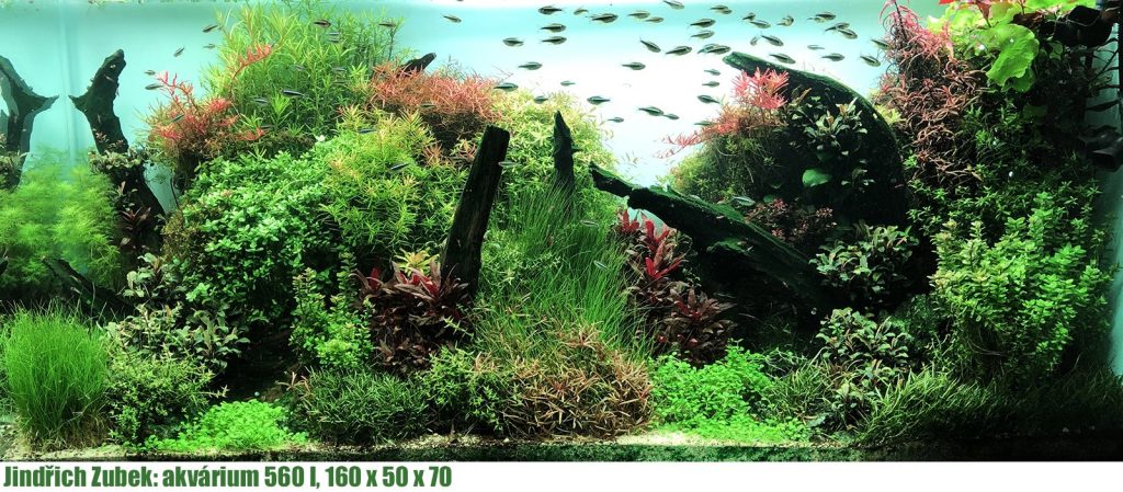 Jindrich Zubek rostlinne akvarium 160x50x70 1