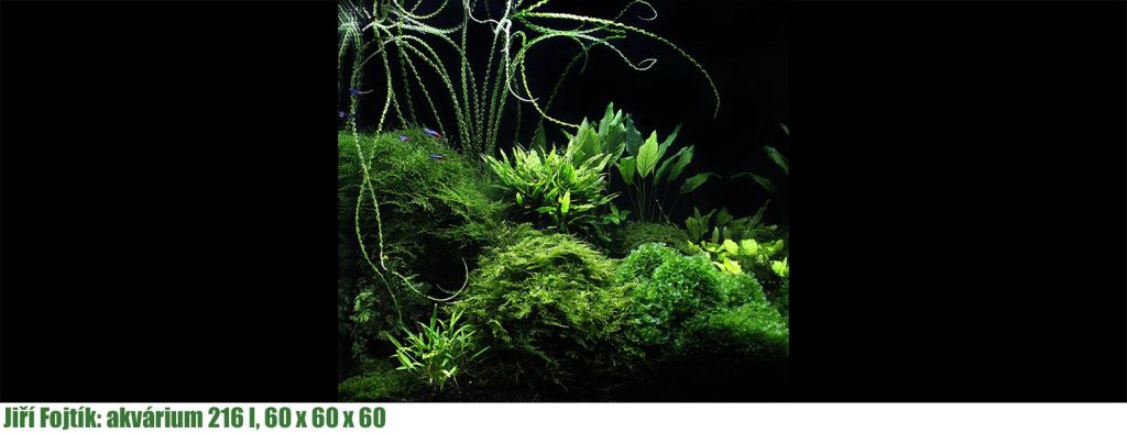 Low Tech rostlinne akvarium Jiri Fojtik
