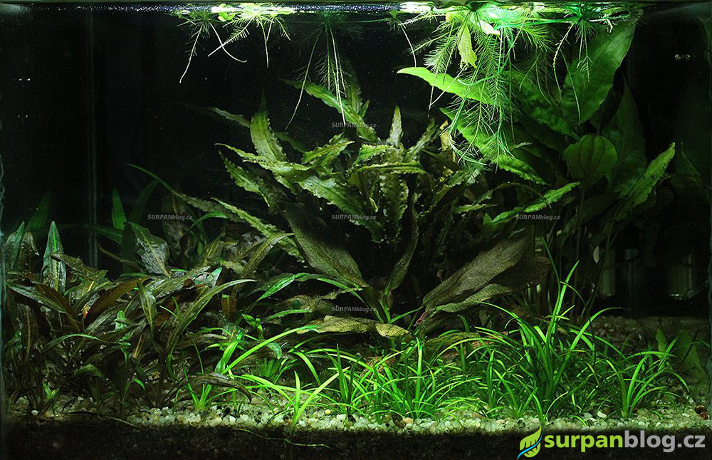 LowTech akvarium s nenarocnymi rostlinami