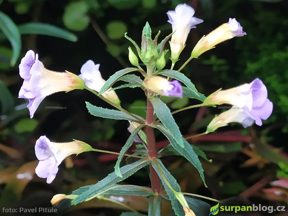 kvet Limnophila hippuridoides