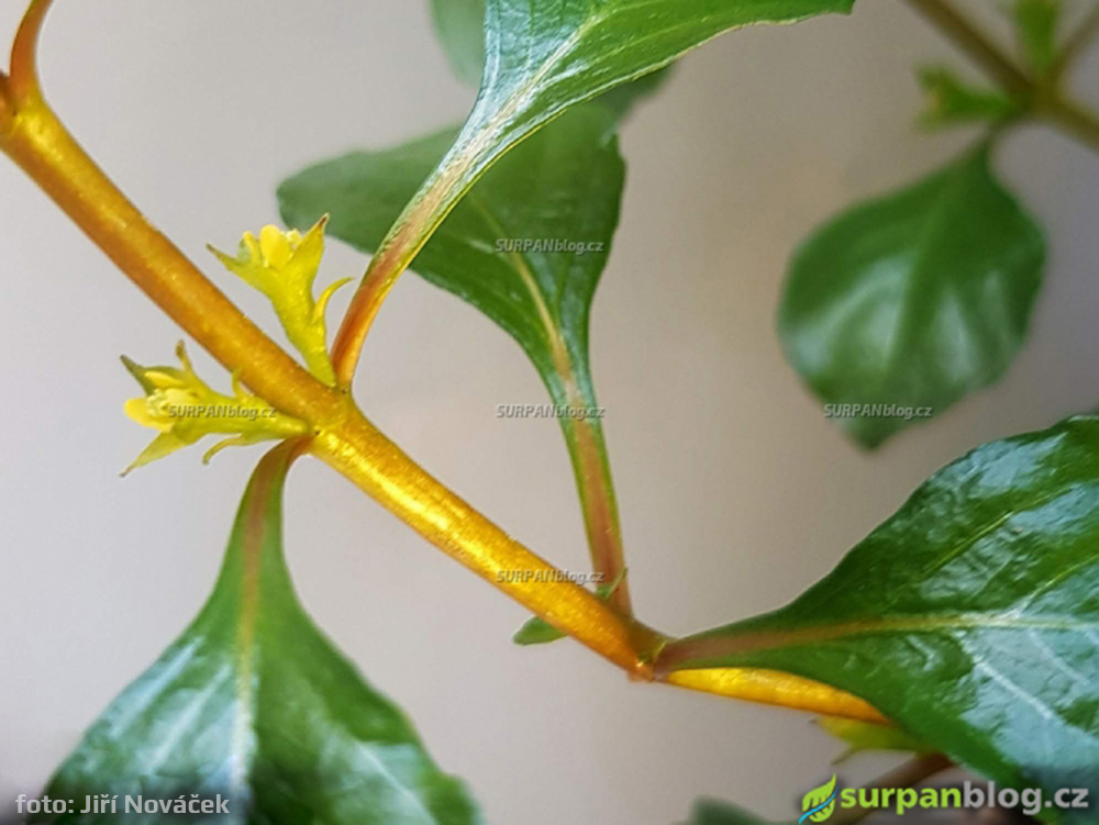 kvet ludwigia palustris