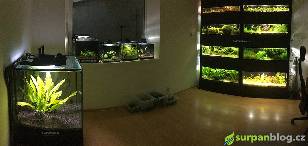 moje pracovna rostlinna akvaria surpanblog 1