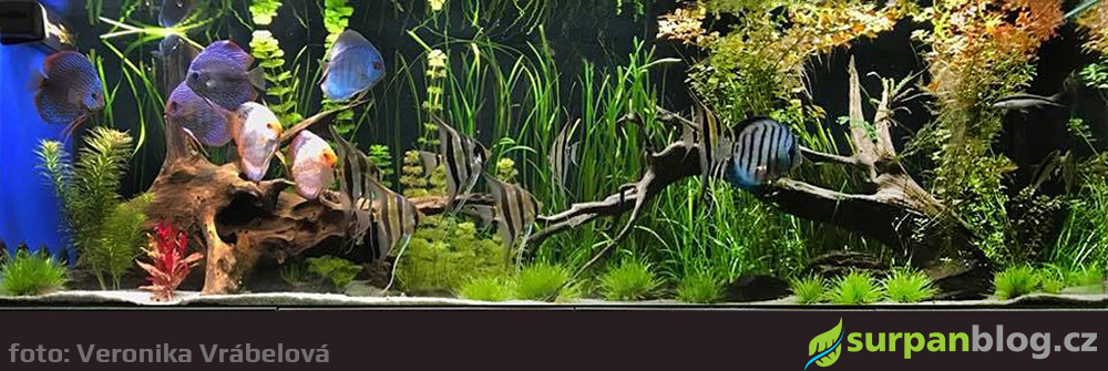rostlinne akvarium s tercovci 1